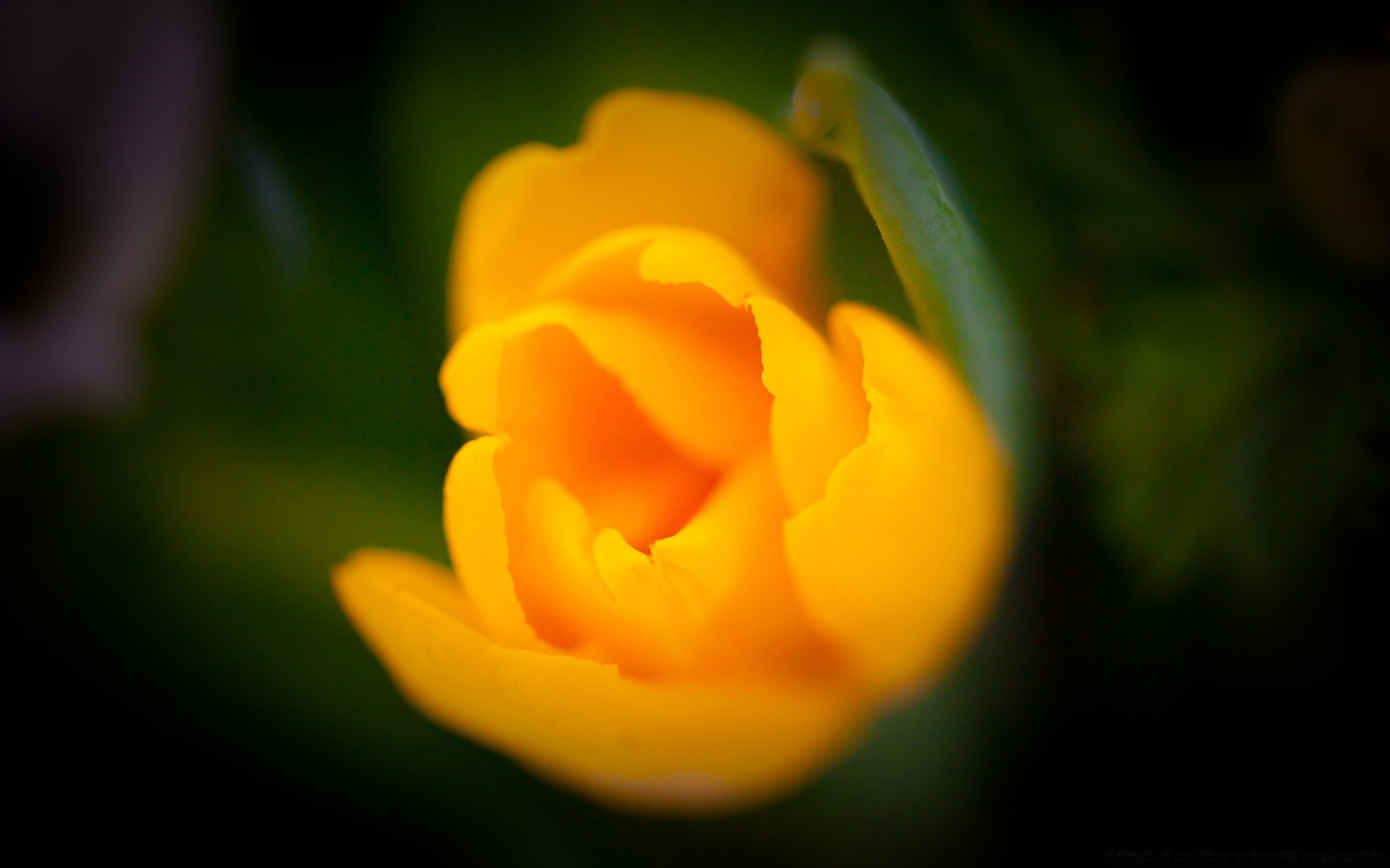 macro fleur nature feuille flou flore tulipe couleur jardin lumineux été amour à l extérieur belle rose pétale