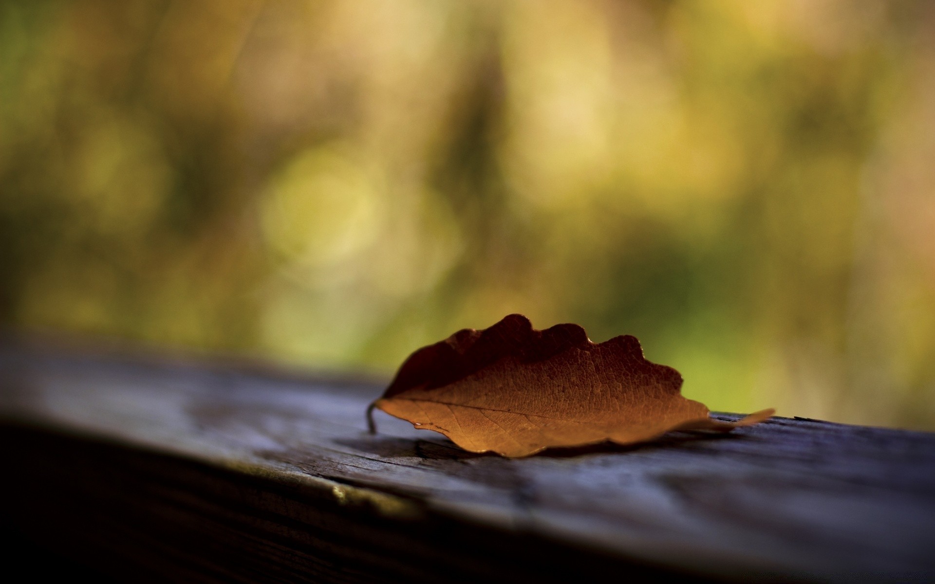 macro desenfoque otoño madera naturaleza muerta dof naturaleza amanecer hoja luz árbol paisaje lluvia puesta de sol sol color abstracto escritorio al aire libre enfoque