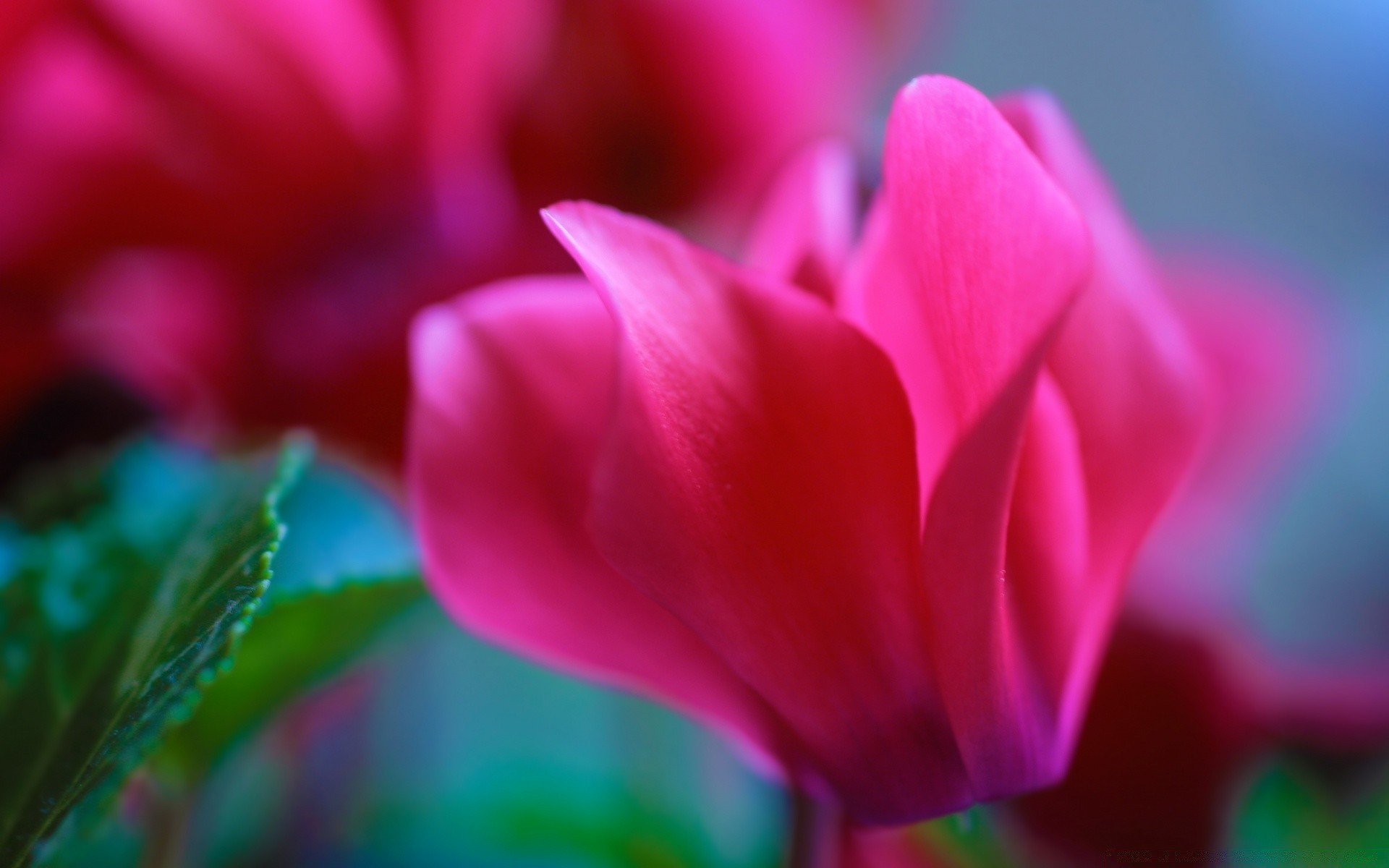 macro naturaleza flor jardín flora tulipán verano color hoja brillante pétalo delicado hermoso crecimiento amor pascua floral floración