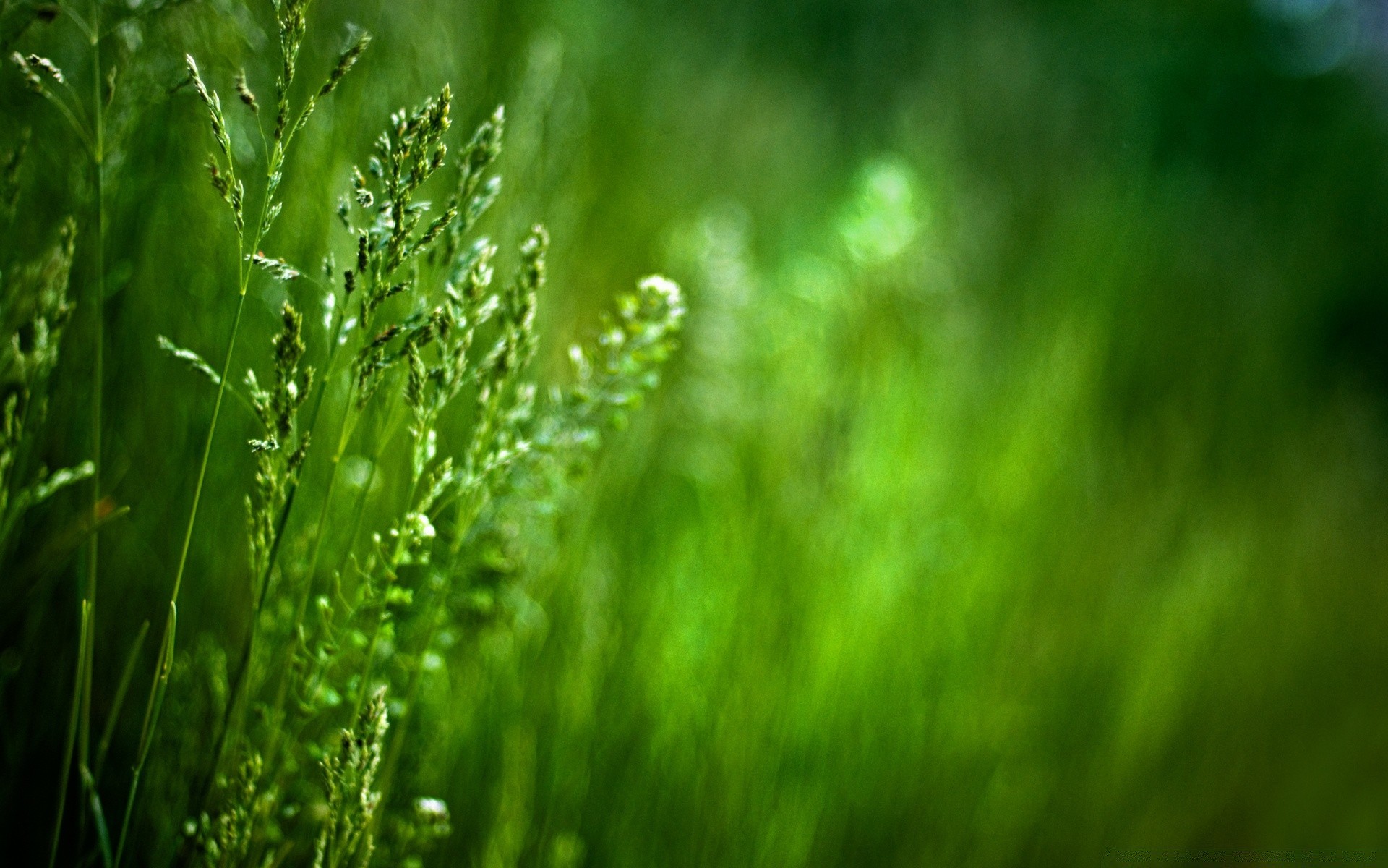 macro grass leaf growth nature dew rain lush flora blur summer dawn garden outdoors drop lawn environment fair weather bright sun