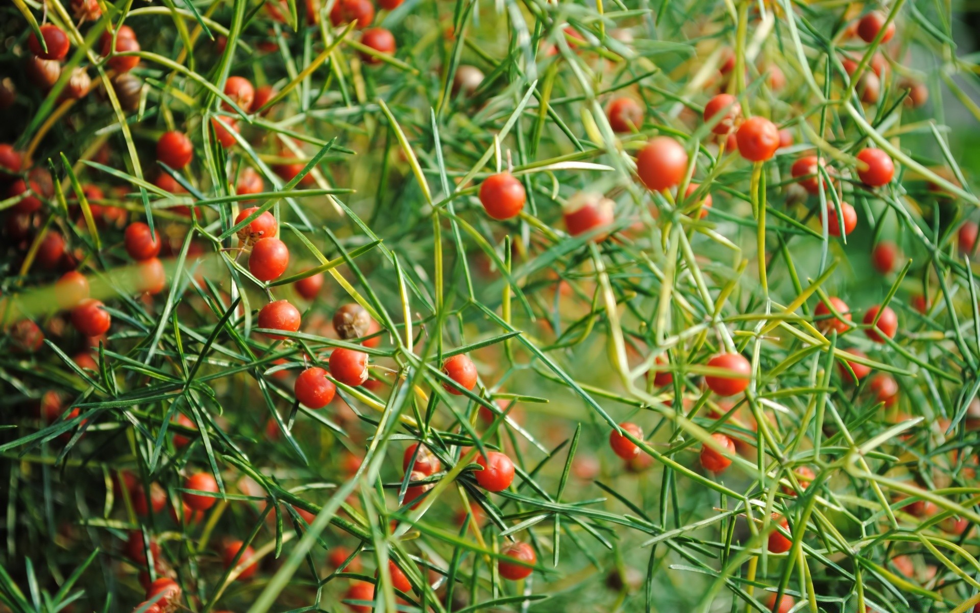 makroaufnahme natur garten essen blatt schließen weide gemüse obst flora gesund landwirtschaft gesundheit farbe ernte sommer