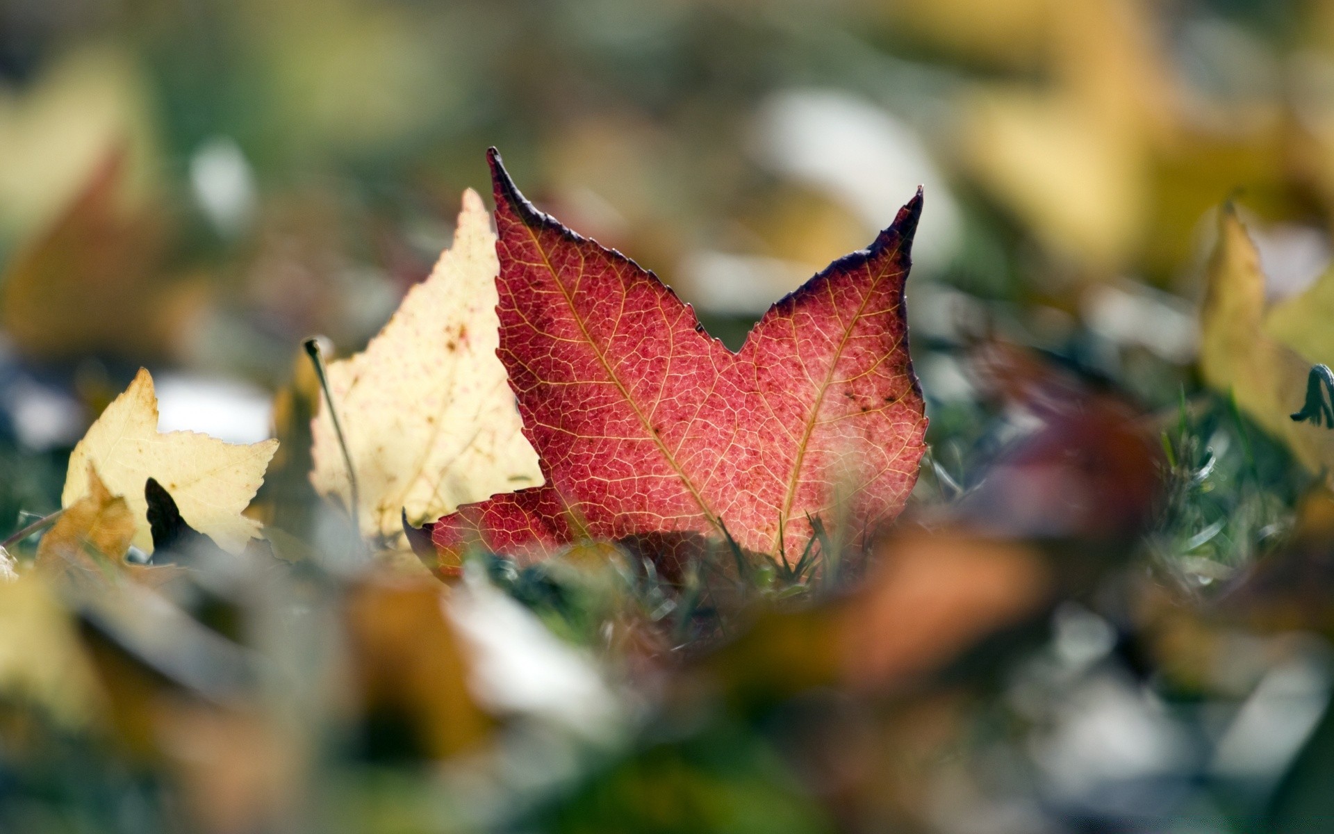 macro feuille automne nature à l extérieur arbre flore bois couleur saison érable flou lumineux jardin lumière gros plan or