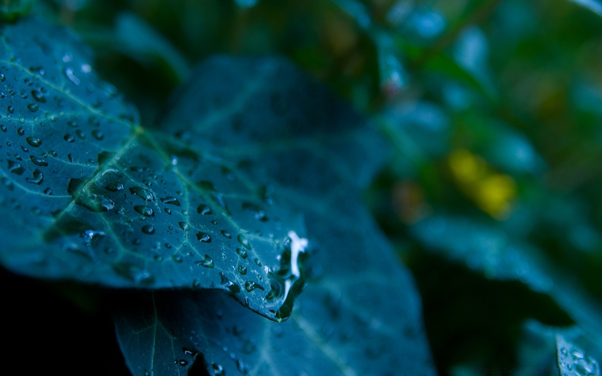 makro podwodny natura woda deszcz liść