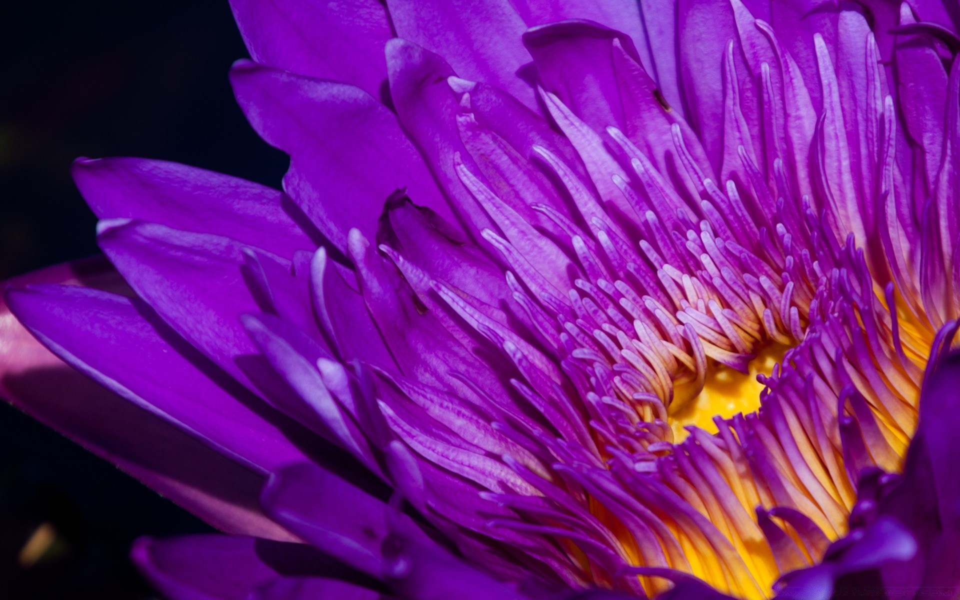 macro fiore natura flora giardino estate foglia bella fiore petalo loto colore esotico floreale luminoso close-up parco botanico giglio all aperto