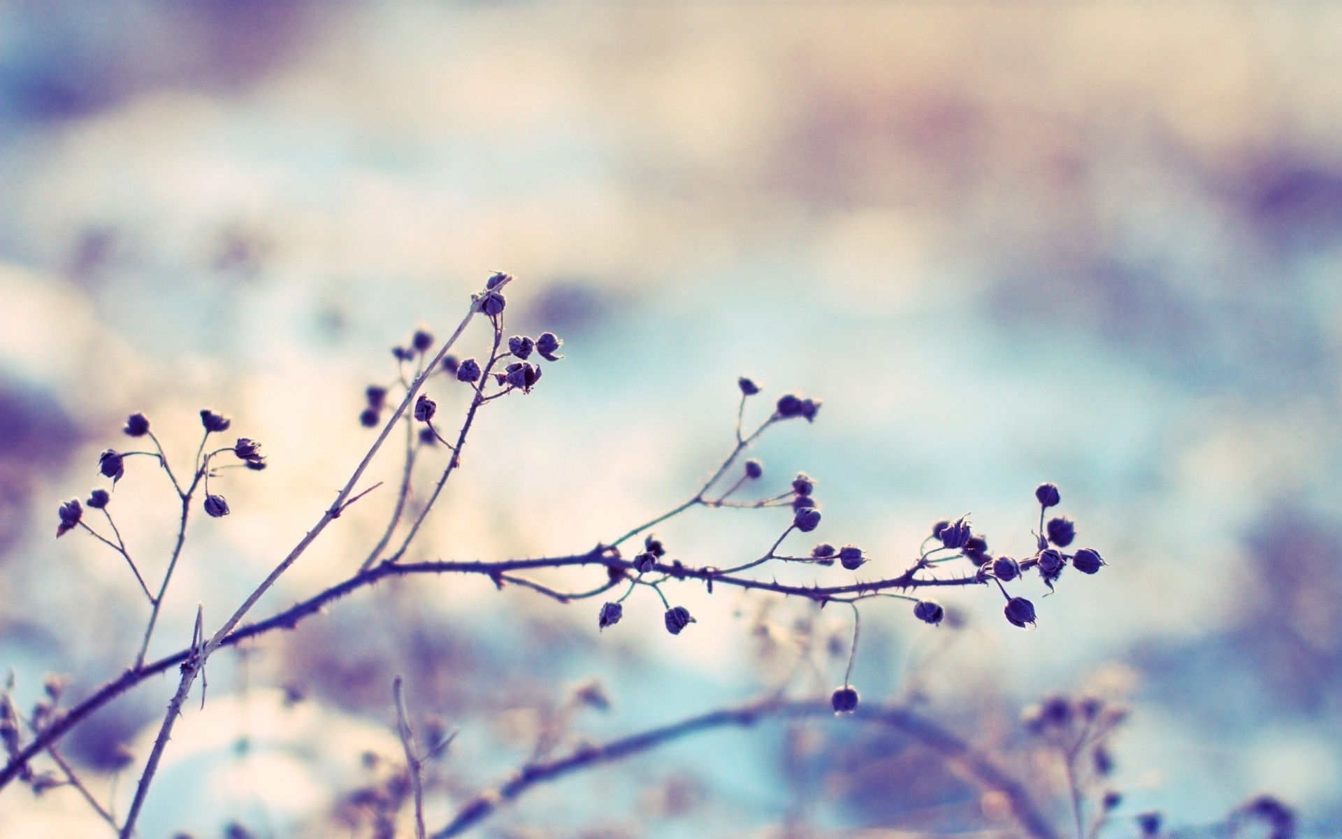 macro flower blur nature tree dof winter flora snow branch sky leaf abstract landscape light outdoors biology sun