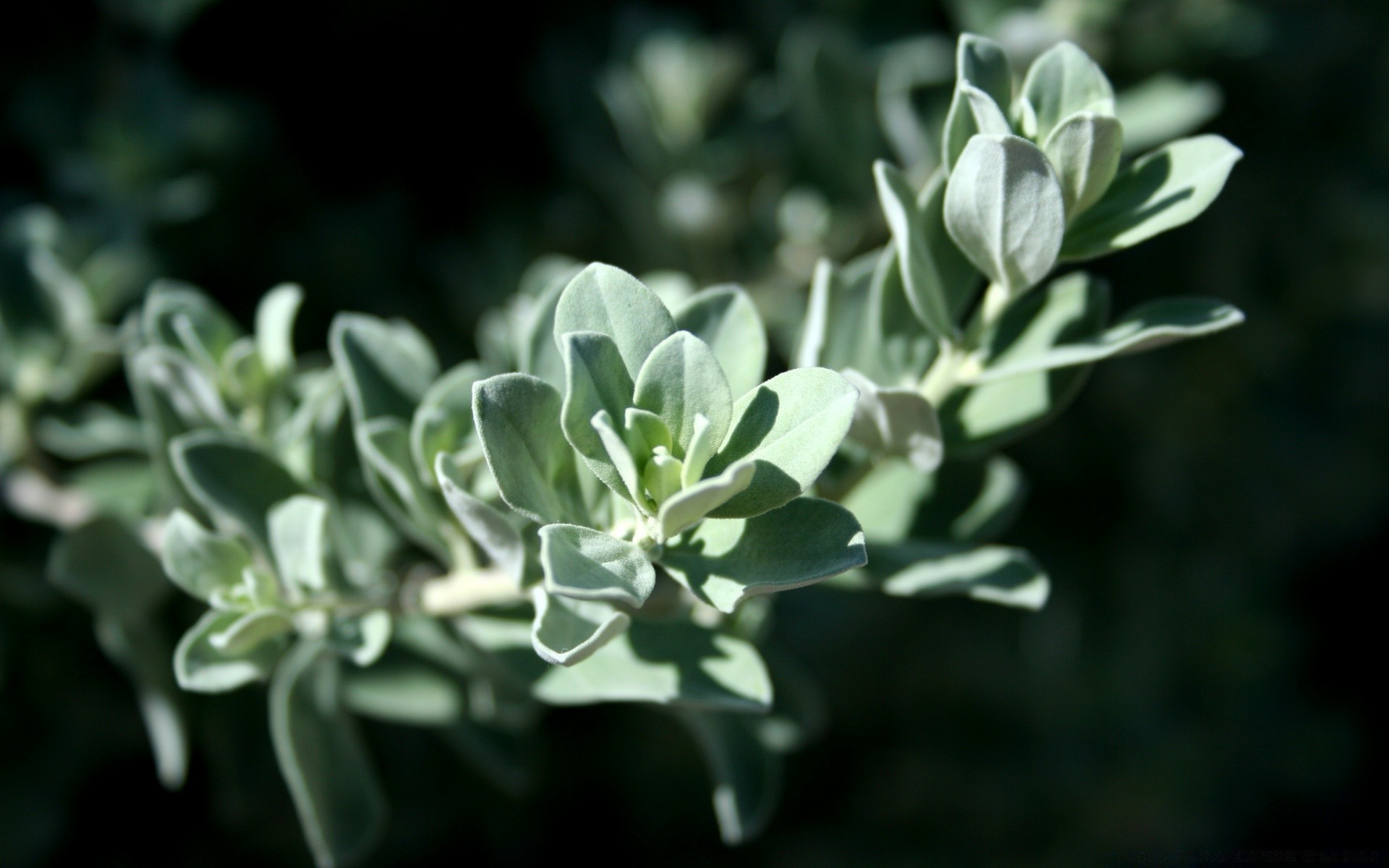 makro fotoğrafçılığı yaprak flora çiçek doğa bahçe yakın çekim yaz çiçek açan şube çiçek dekorasyon renk petal ağaç bitkisel parfüm aromatik botanik