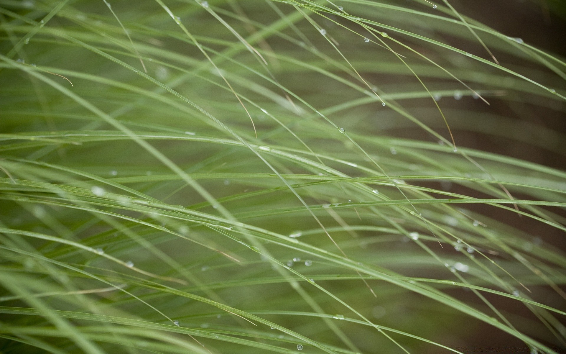 macro hierba naturaleza flora hoja verano crecimiento lluvia amanecer rocío frescura medio ambiente césped jardín campo primer plano