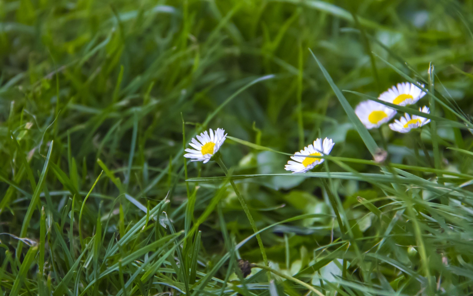 macro grass hayfield nature flora summer field lawn flower garden environment season rural close-up growth leaf outdoors fair weather freshness bright floral