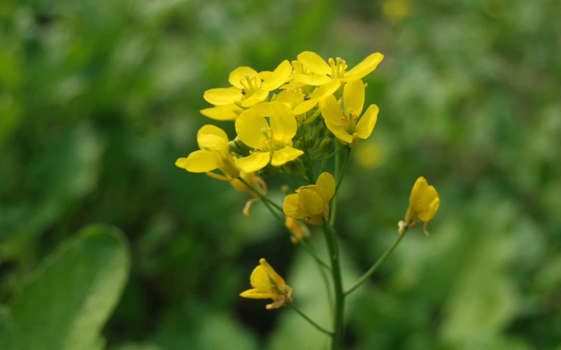 macro nature leaf summer flora flower bright outdoors growth garden fair weather floral field grass color