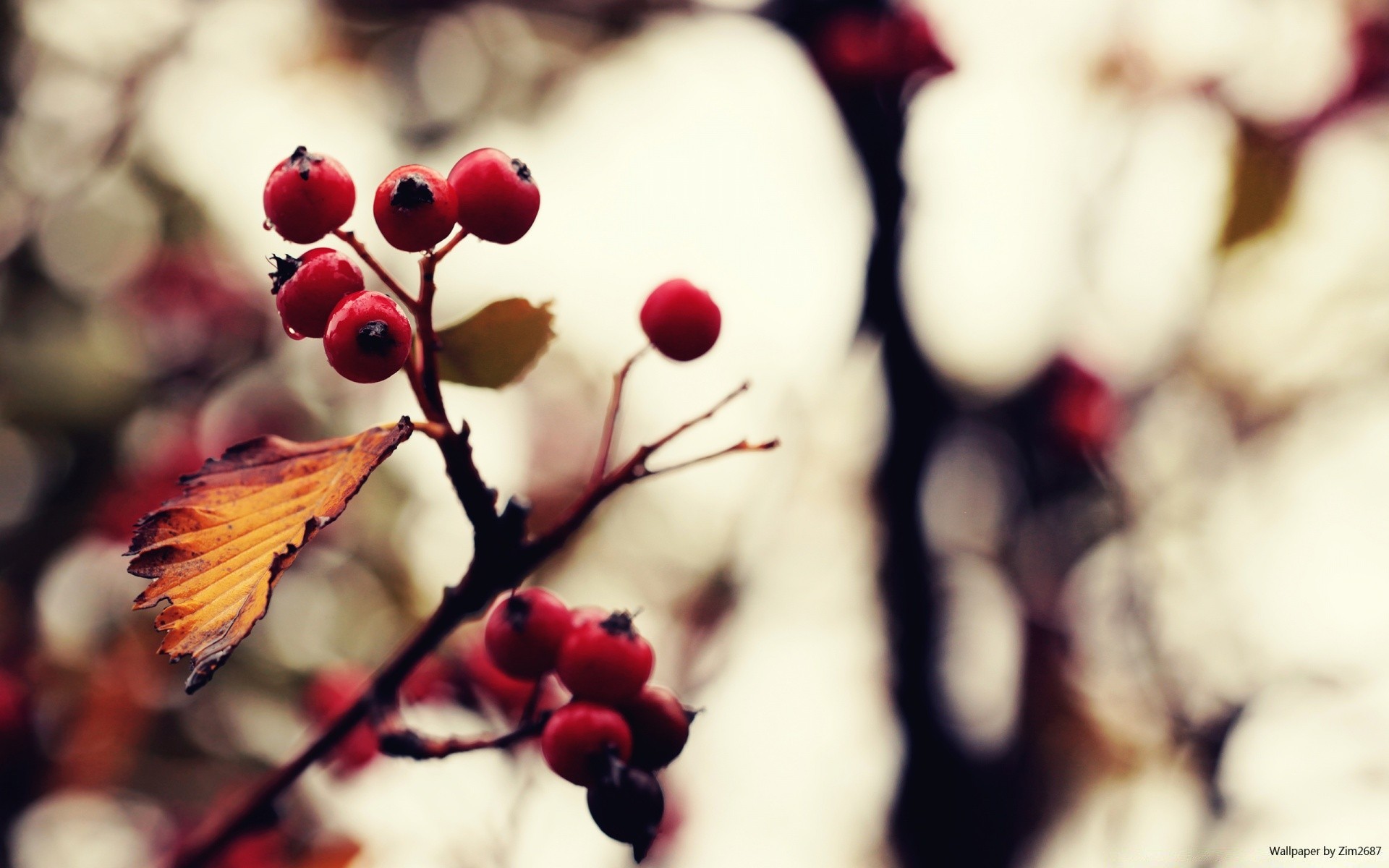 macro nature blur outdoors winter leaf