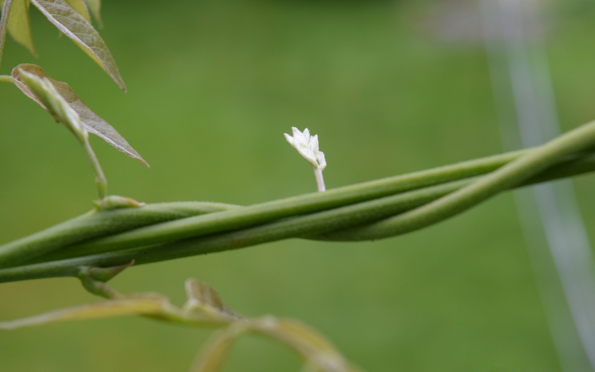 macro leaf nature flora growth grass outdoors garden summer blur