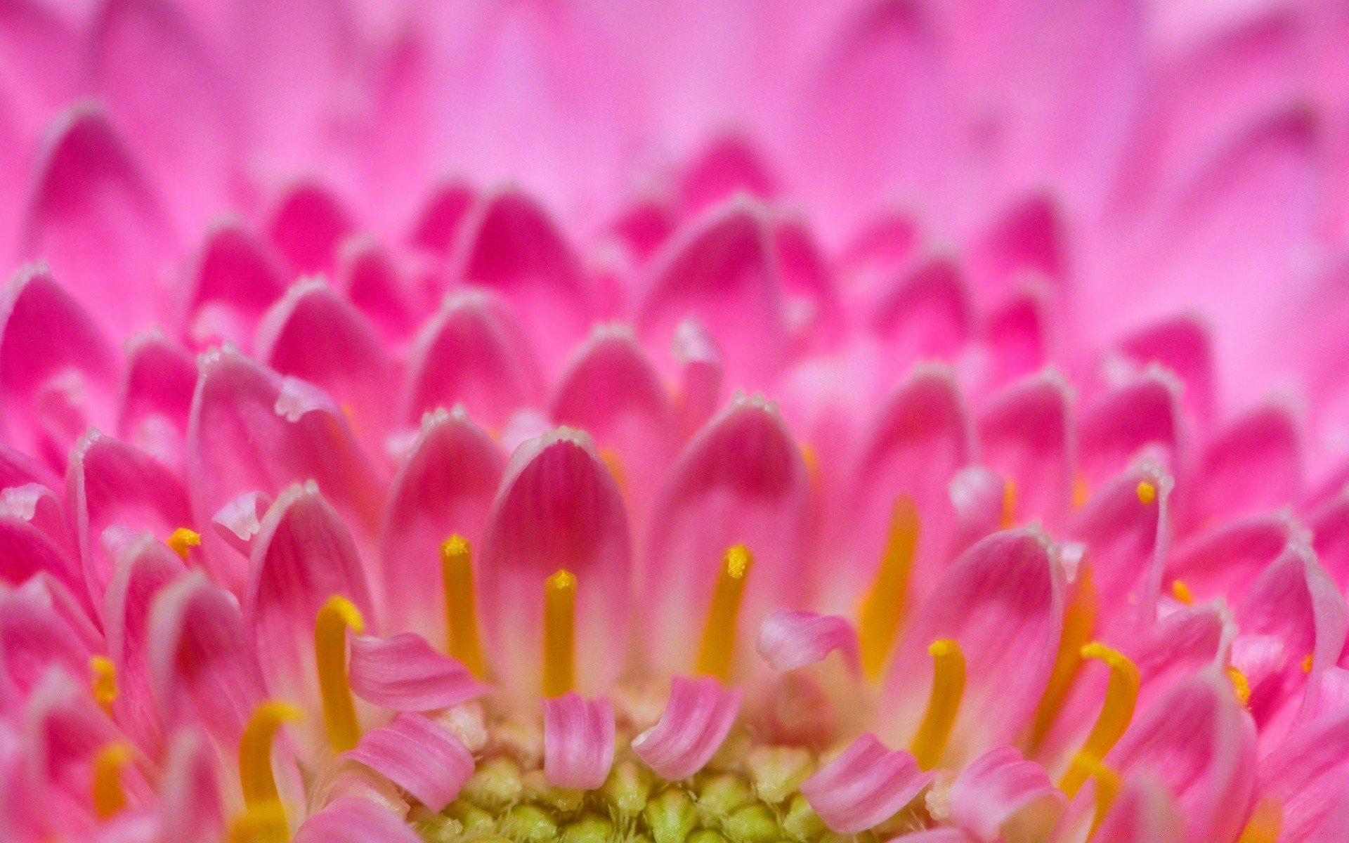 macro flor naturaleza color brillante hermosa flora primer plano pétalo floral verano bluming escritorio jardín decoración