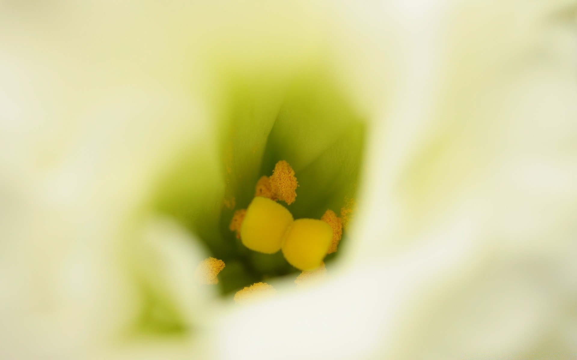 macro sfocatura fiore natura dop flora foglia giardino natura morta estate dolce crescita