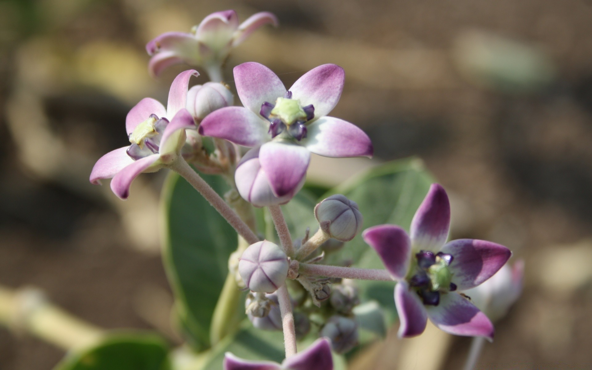 makroaufnahme blume natur flora blatt blühen garten blumen im freien blütenblatt schön farbe schließen sommer wachstum