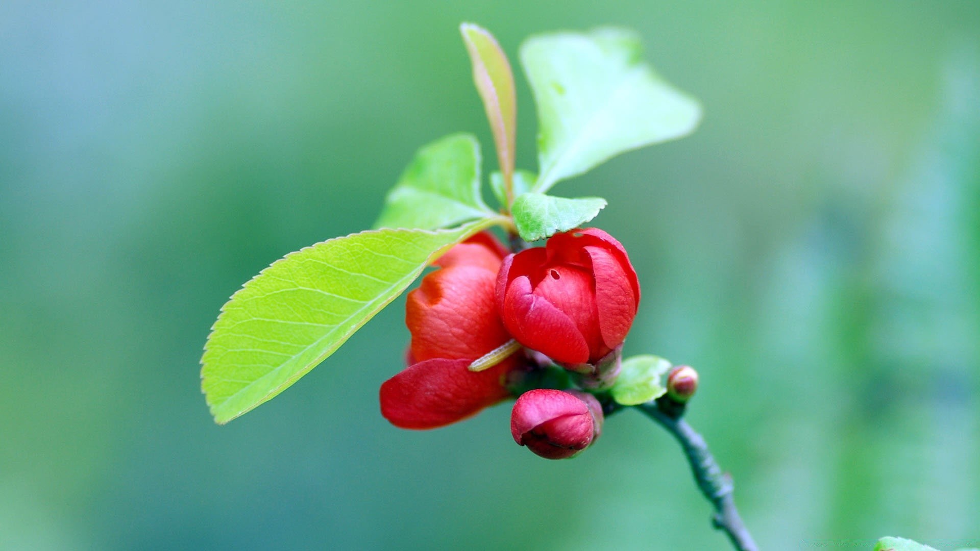 makroaufnahme natur blatt sommer garten flora blume wachstum zweig baum obst im freien hell