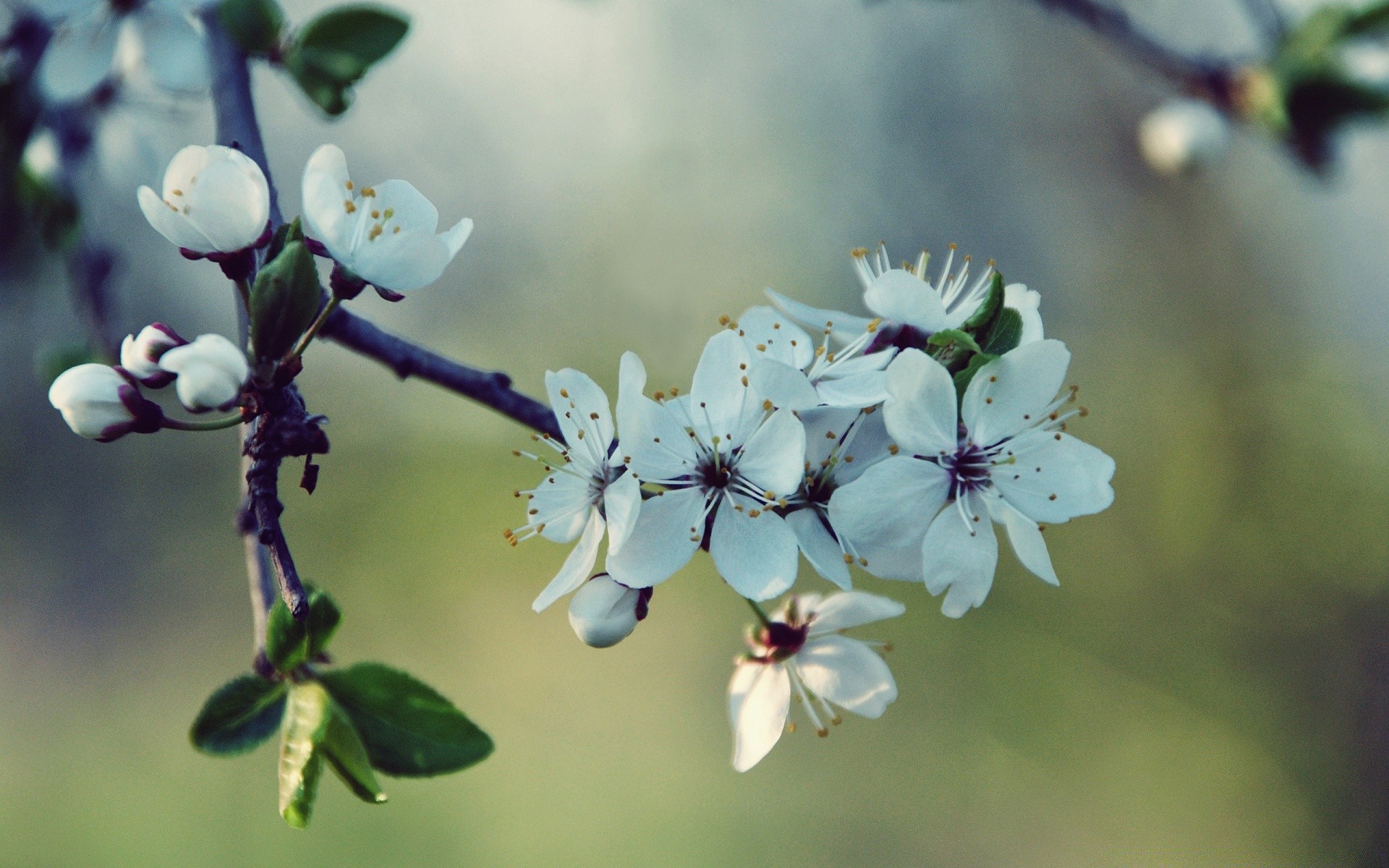 makro blume natur flora blatt zweig garten baum im freien apfel blühen kumpel blütenblatt wachstum blumen sommer kirsche unschärfe saison schließen