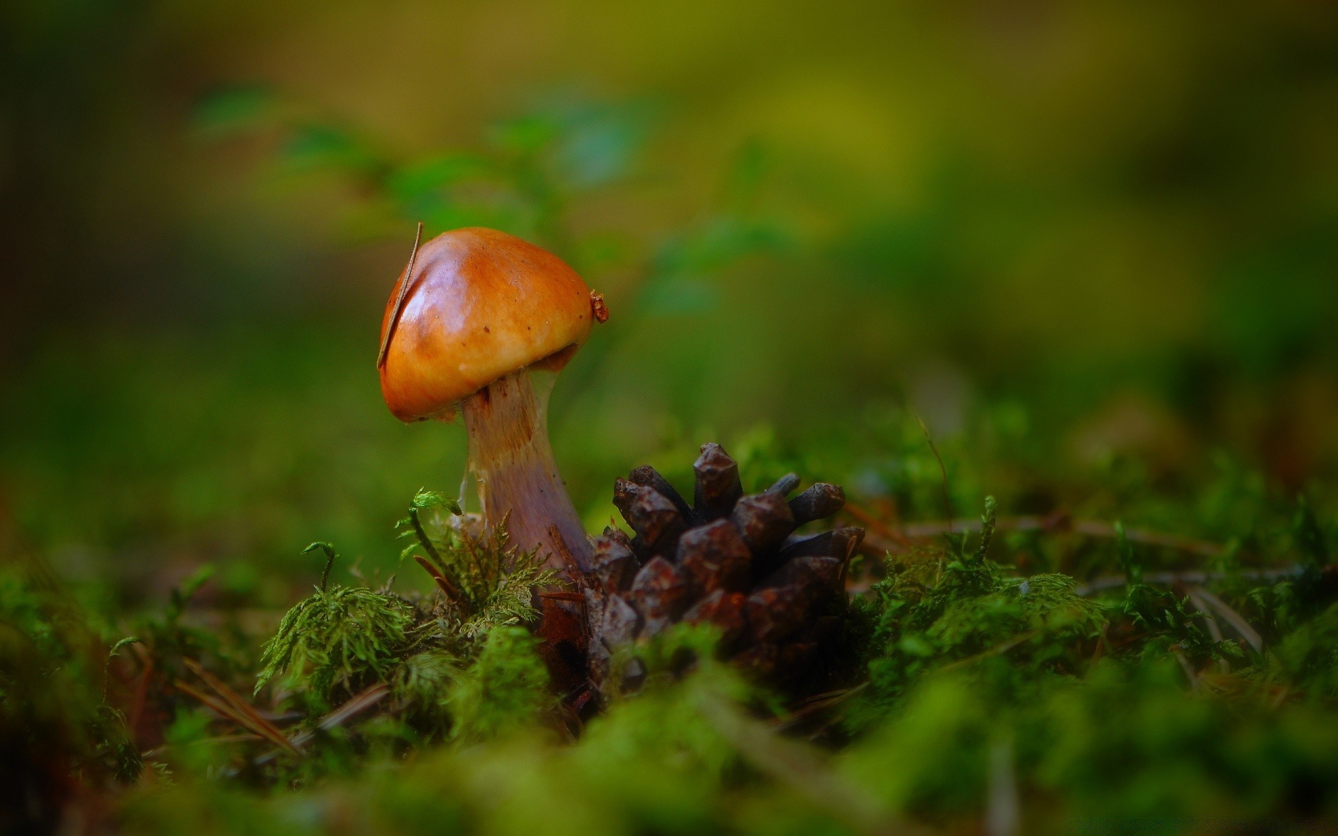 macro fungus mushroom fall boletus nature grass moss toadstool spore food edible leaf outdoors wood wild growth poison summer