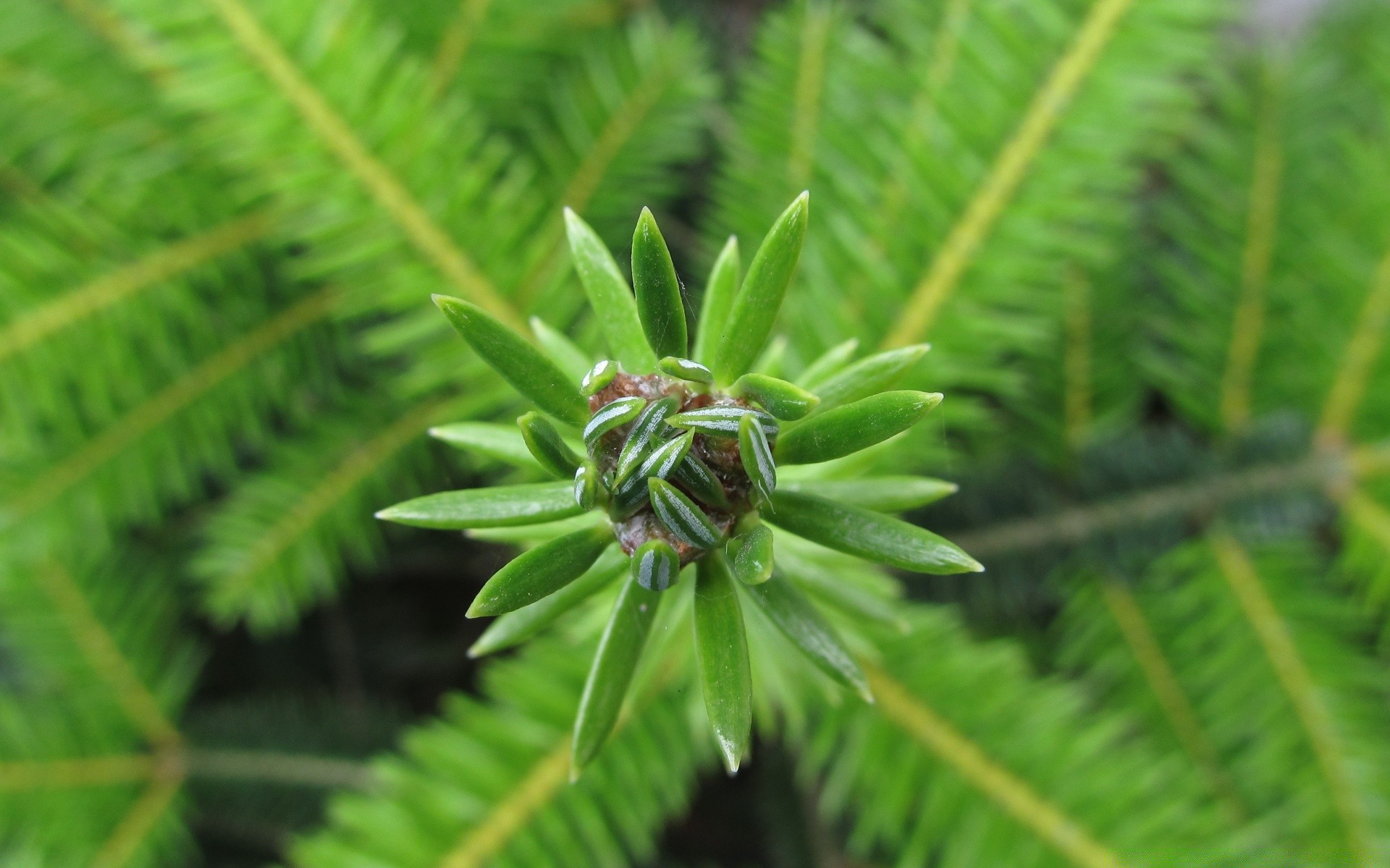 macro leaf nature flora tree tropical summer growth outdoors branch close-up exotic lush frond fern color