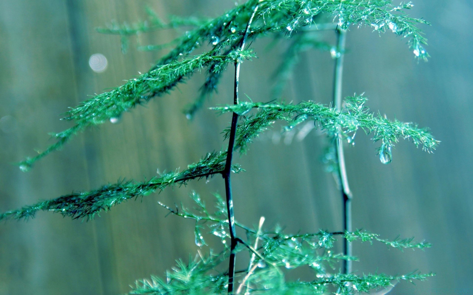 makroaufnahme natur regen tau blatt im freien fallen desktop flora wasser sommer gras