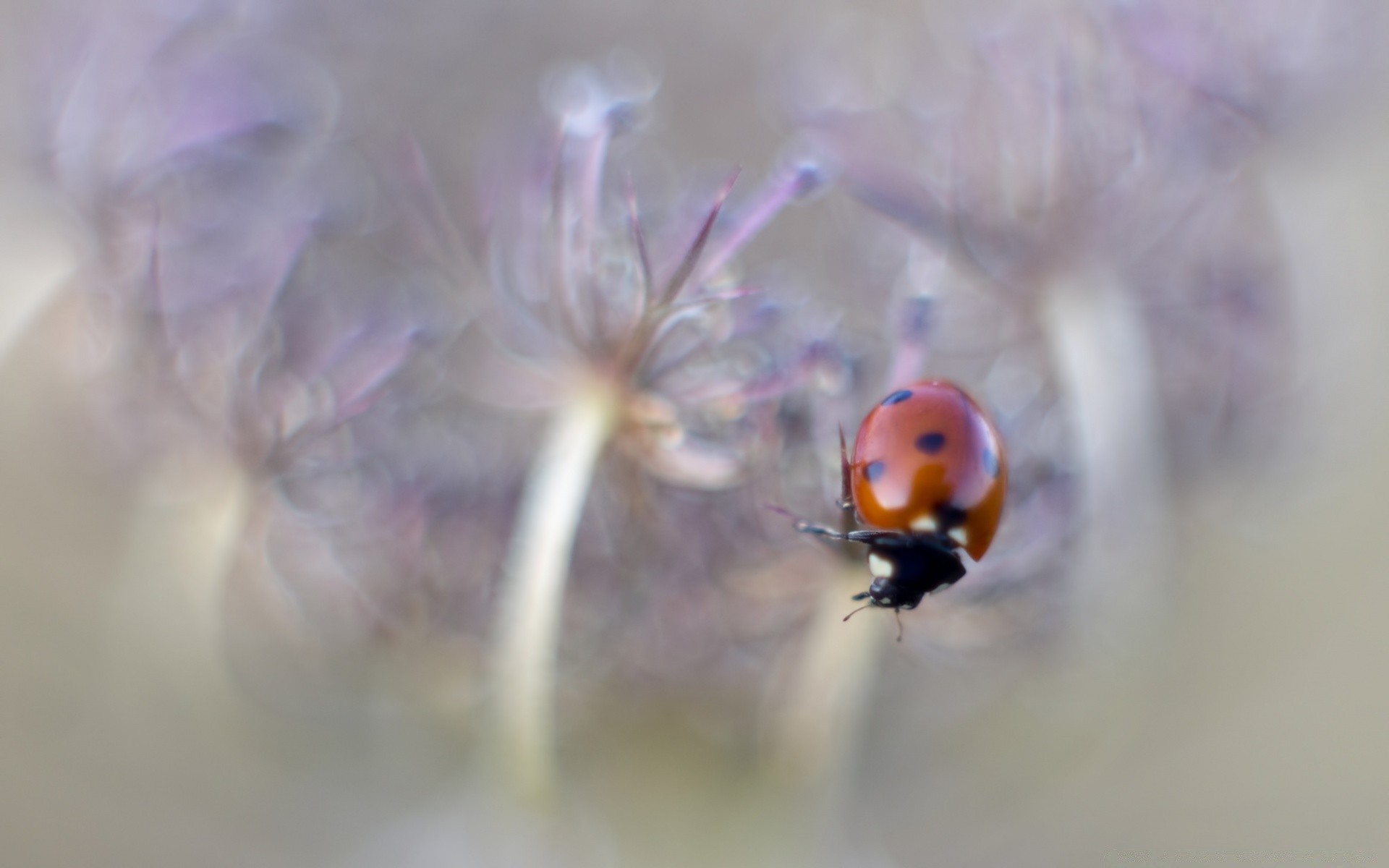 macro insetto coccinella fiore scarabeo biologia natura flora colore estate all aperto invertebrati giardino sfocatura luce