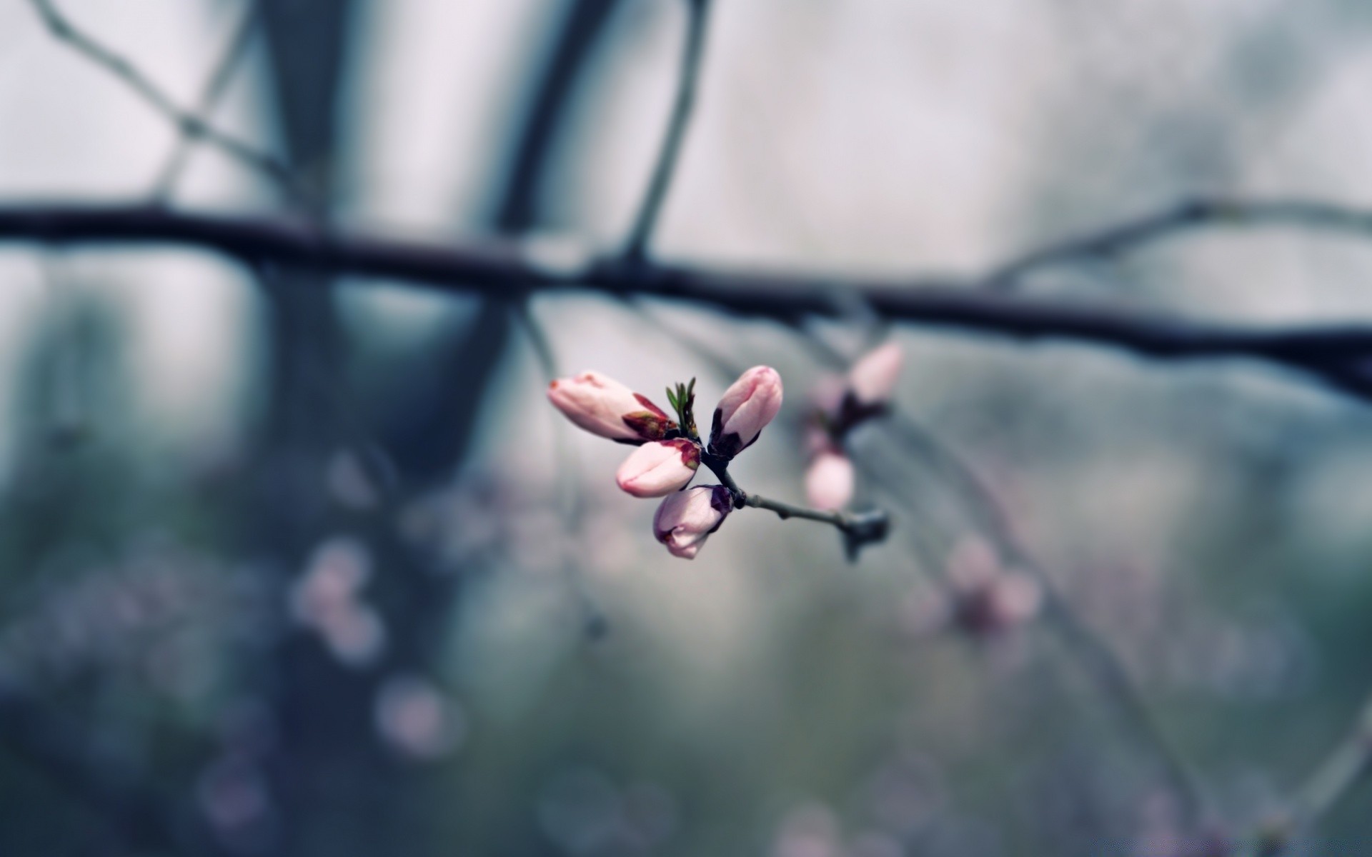 macro fleur nature à l extérieur branche flou arbre flore dof croissance feuille beau temps copain jardin mise au point hiver magnolia parc été