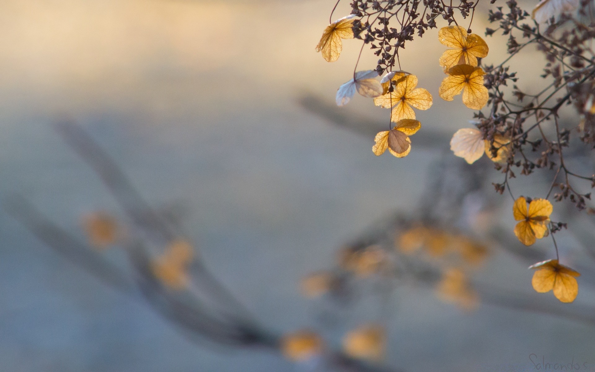 macro blur flower nature light outdoors leaf flora fair weather winter