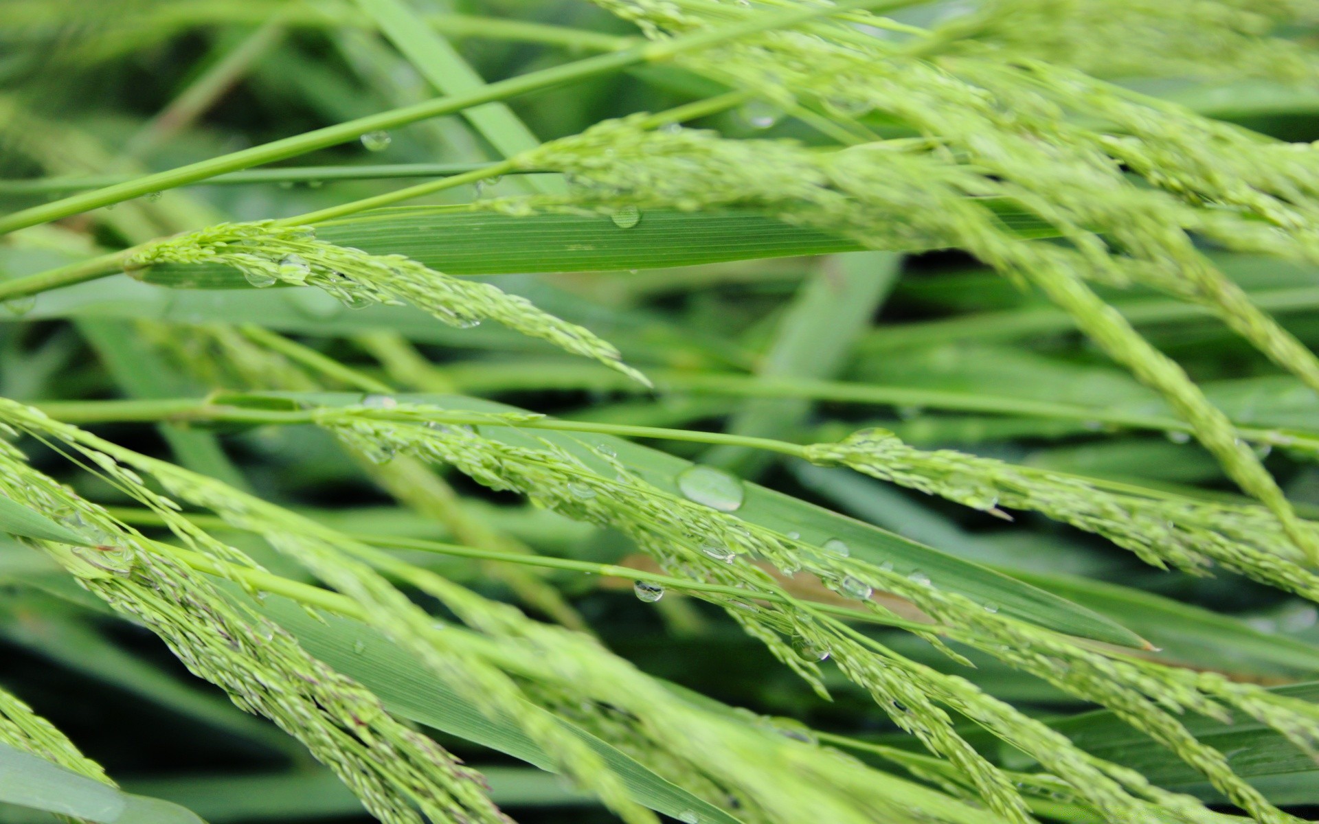 makro flora liść wzrost rolnictwo natura płatki gospodarstwo żniwa trawa lato środowisko jedzenie pole pastwisko zbliżenie łuska świeżość wiejski pulpit