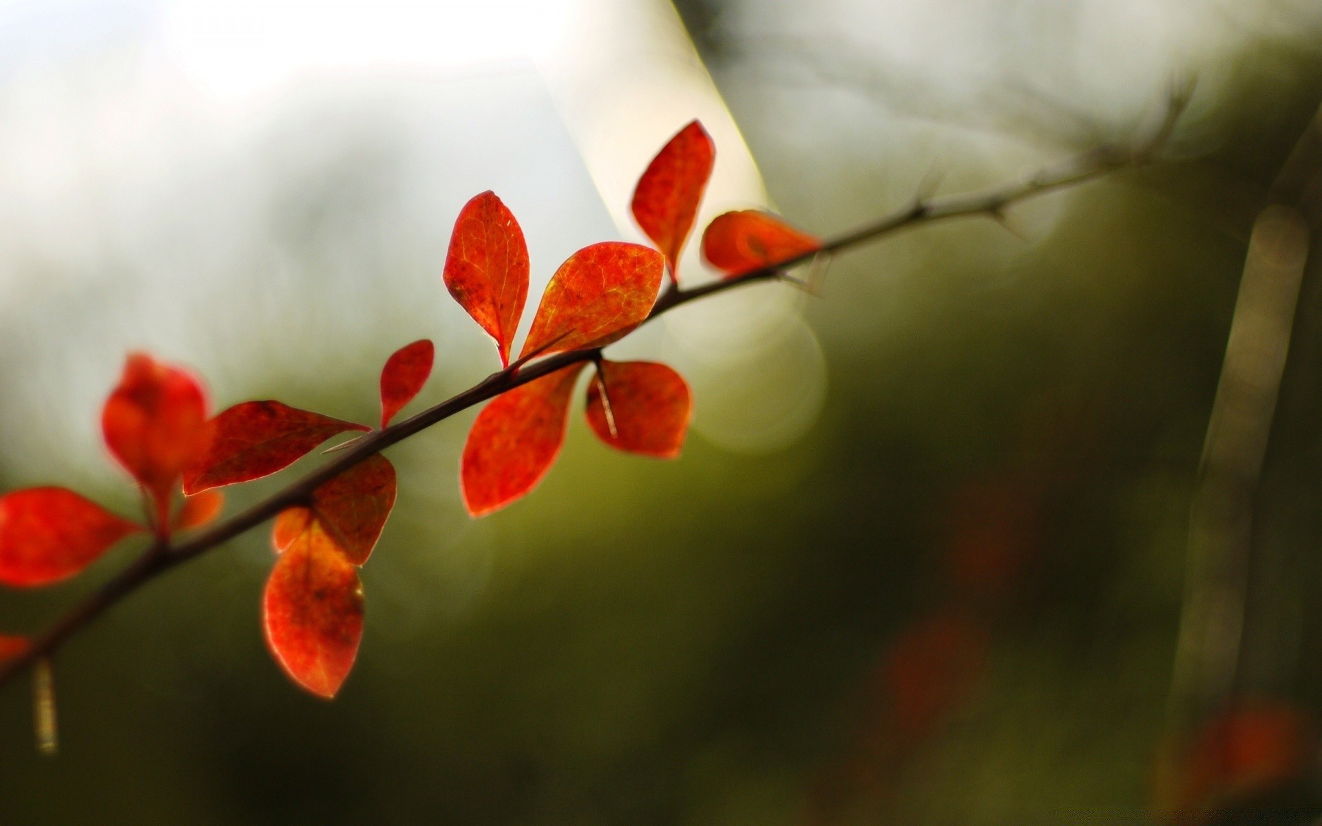 macro leaf nature branch flower tree flora garden fall color blur season outdoors dof park winter bright summer