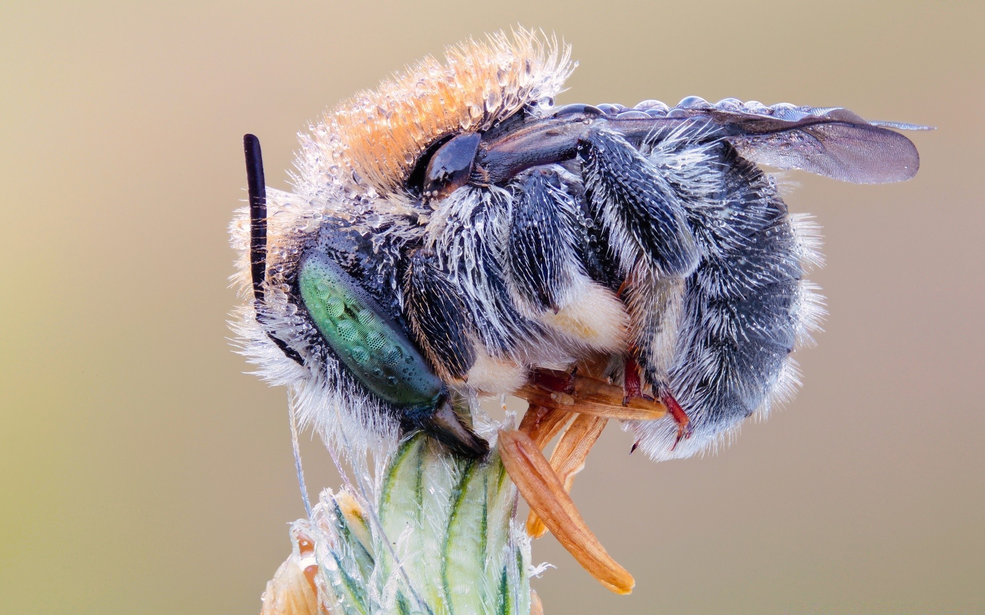 photographie macro animal nature faune insecte invertébré petit unique à l extérieur