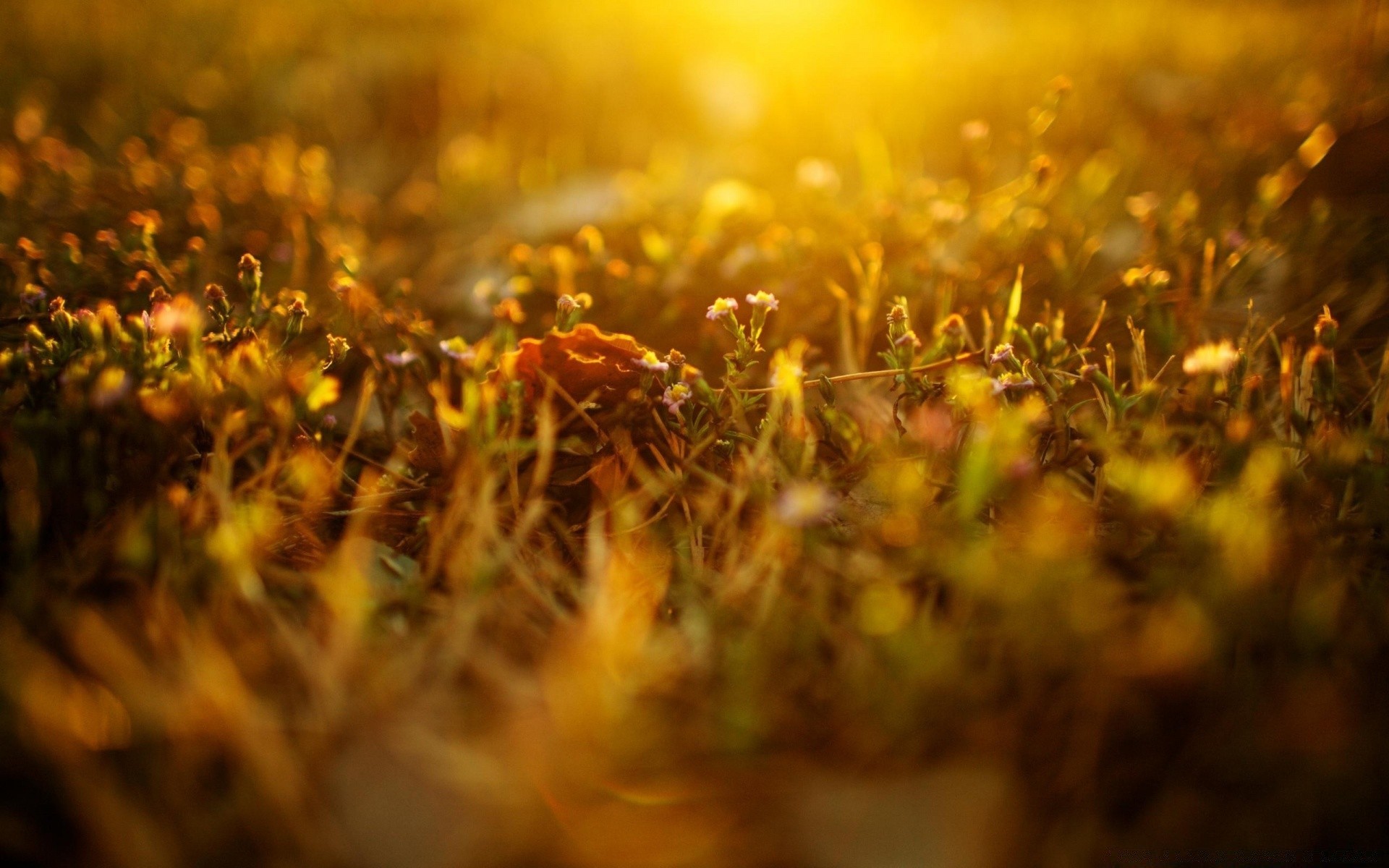 macro borrão natureza sol grama bom tempo crescimento ouro luz campo pôr do sol paisagem verão ao ar livre flor flora rural outono