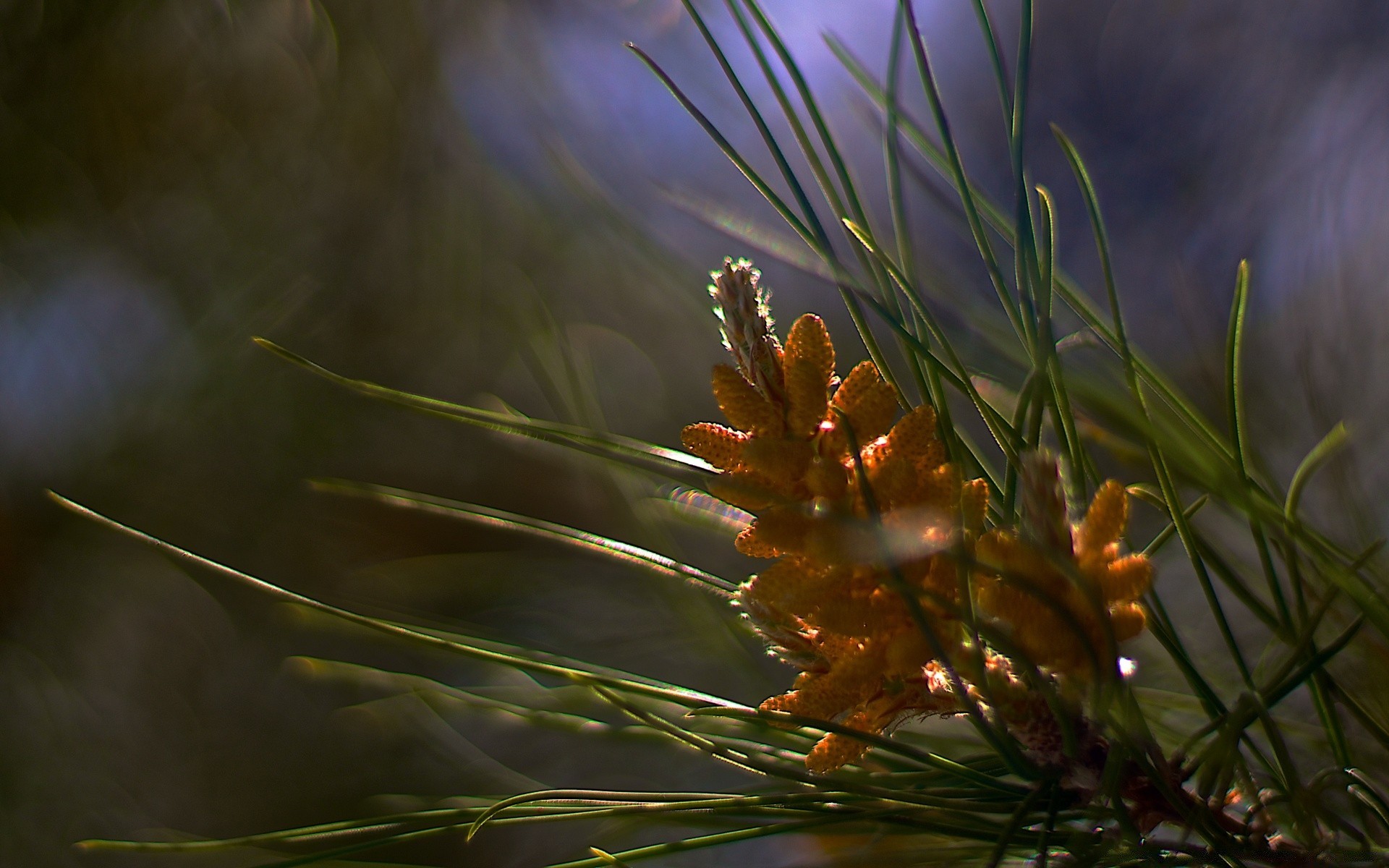 makro drzewo natura na zewnątrz liść słońce dobra pogoda światło rozmycie drzewa iglaste evergreen flora kolor świt oddział igły