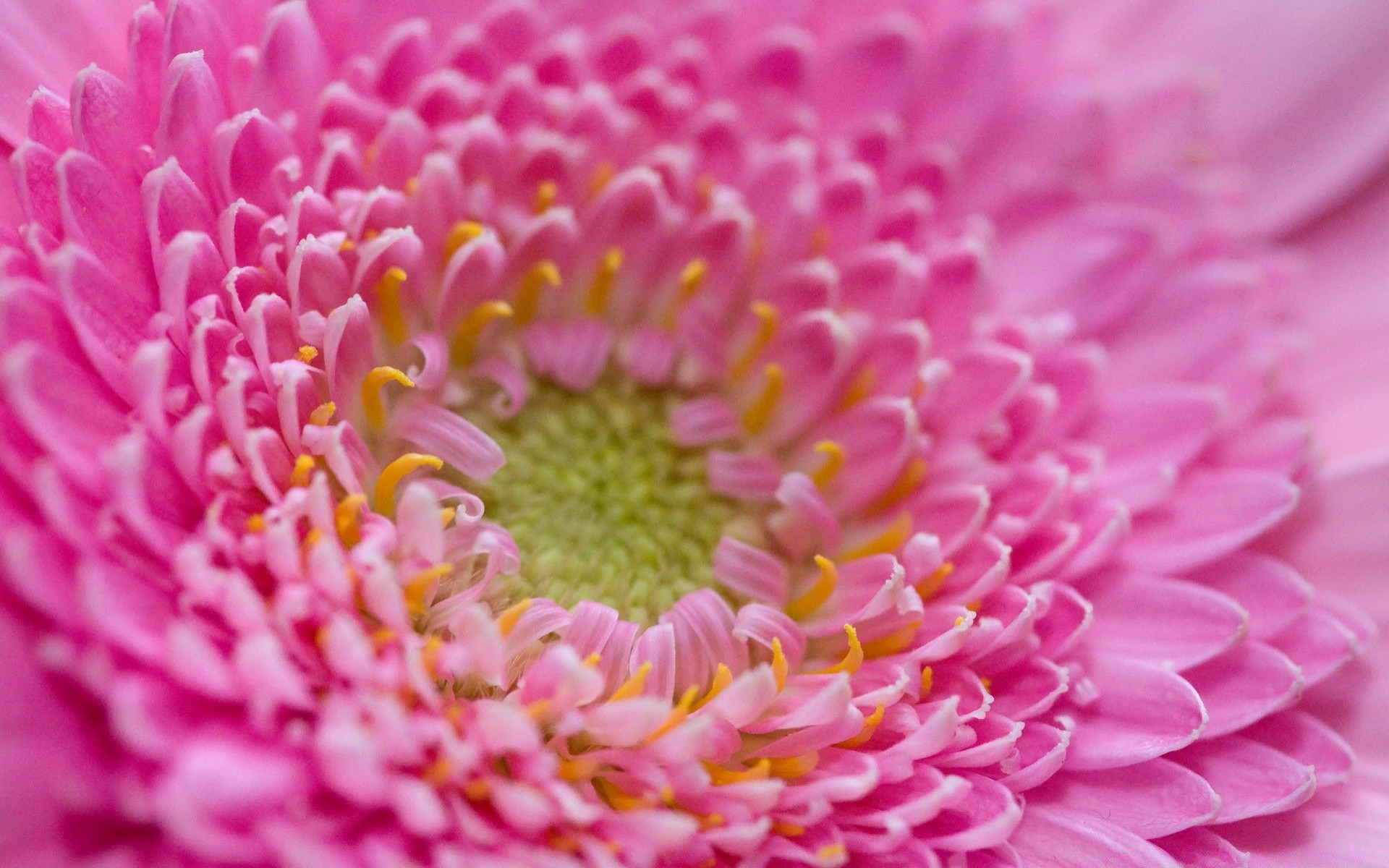 makro fotoğrafçılığı çiçek doğa renk flora parlak güzel petal yakın çekim çiçek yaz çiçek açan masaüstü bahçe