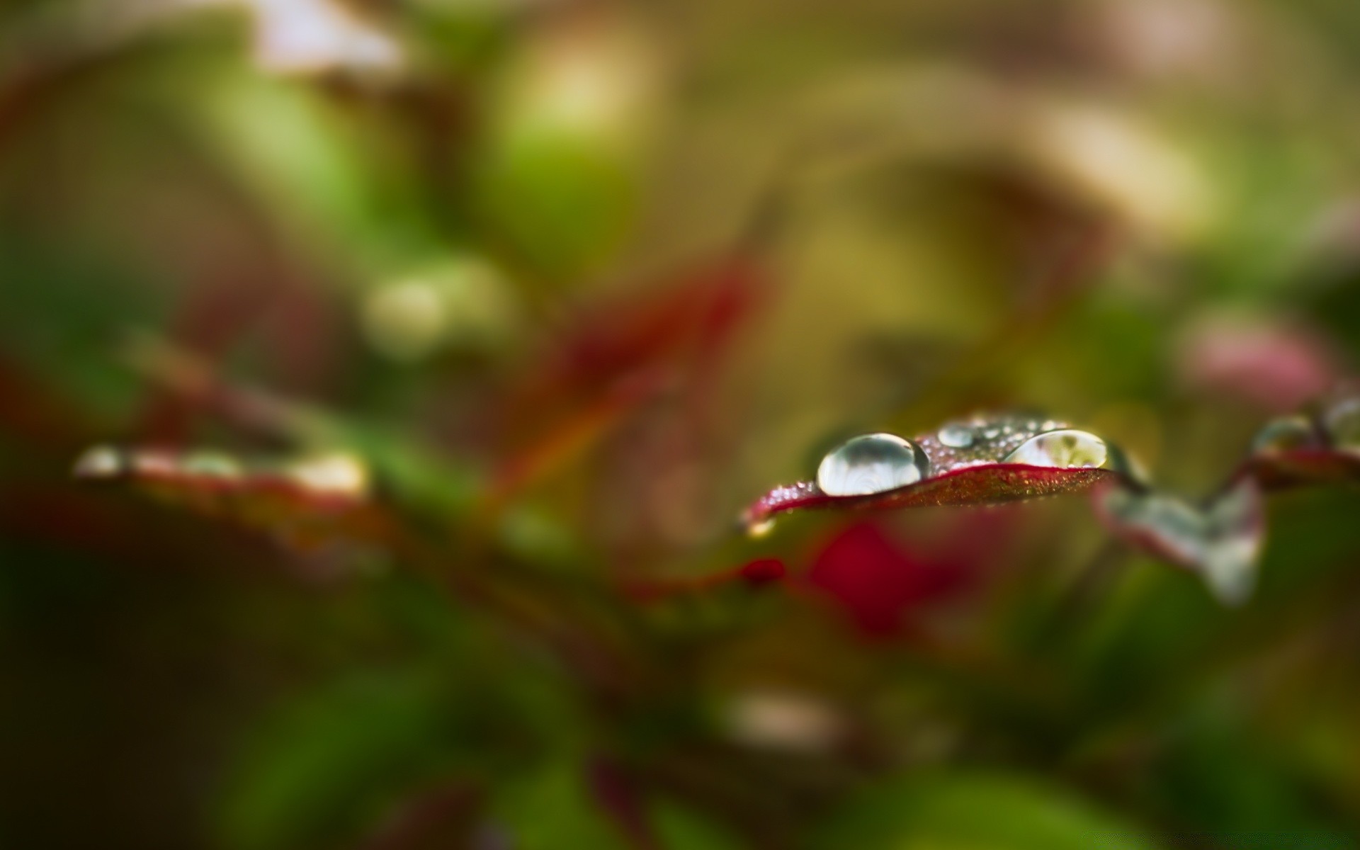 macro feuille nature pluie flore jardin chute rosée flou gros plan à l extérieur couleur fleur arbre bureau lumière