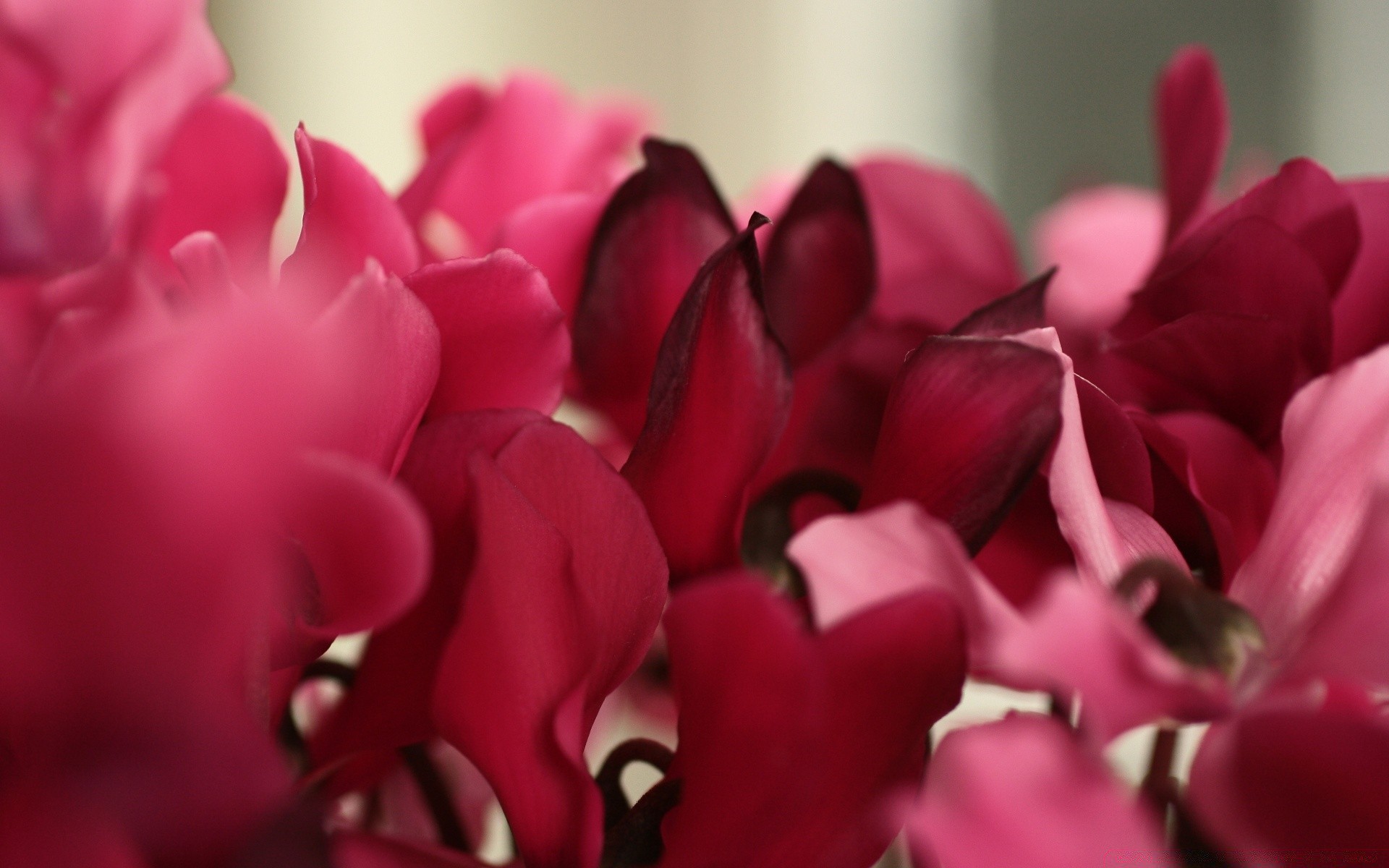 makro fotoğrafçılığı çiçek doğa aşk flora bahçe petal lale romantizm gül renk çiçek romantik güzel çiçeklenme düğün yaz yaprak