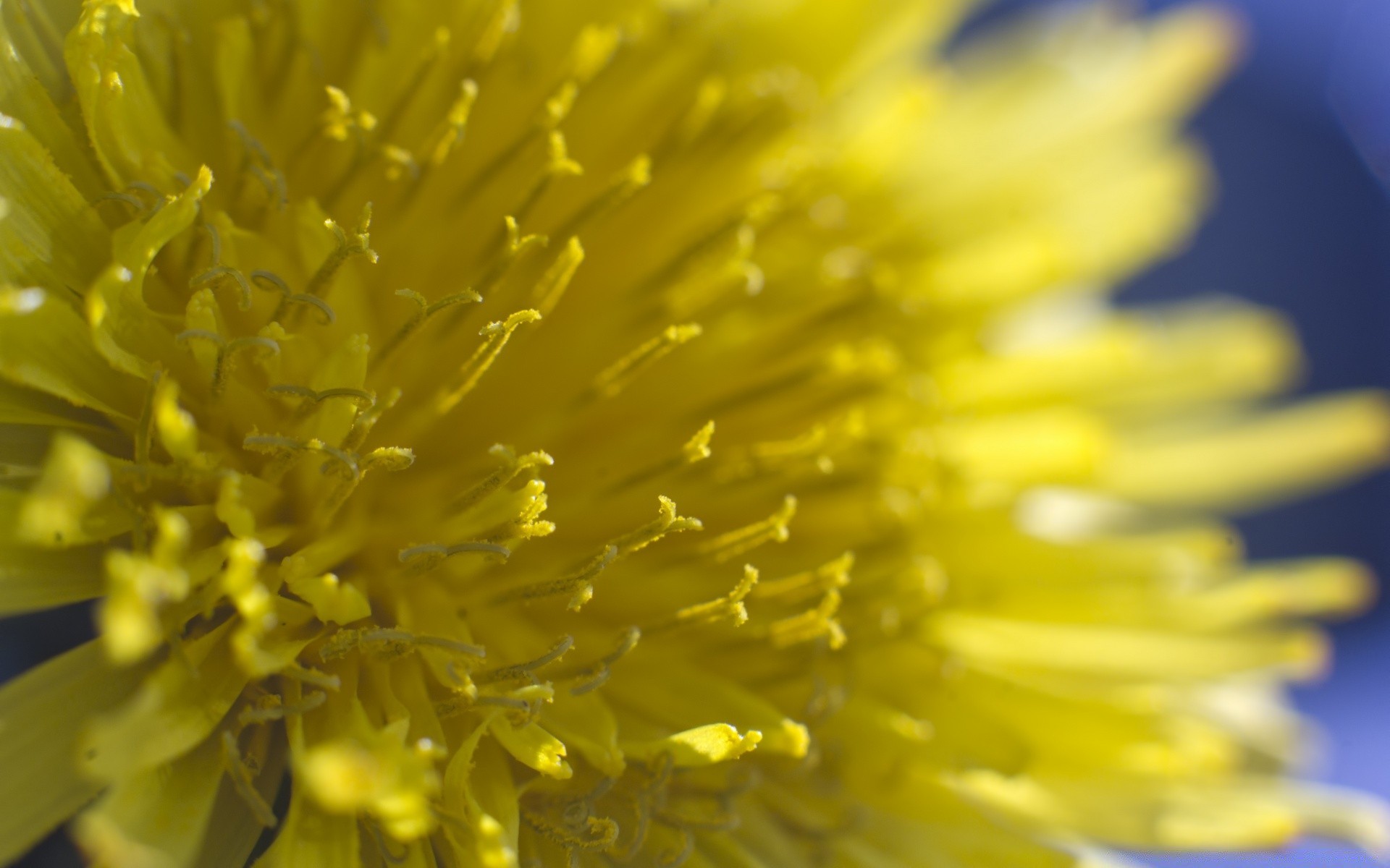 makro kwiat natura flora lato ogród kolor płatek bluming jasne zbliżenie liść mniszek pulpit piękny kwiatowy pojedynczy wzrost łuska pyłek