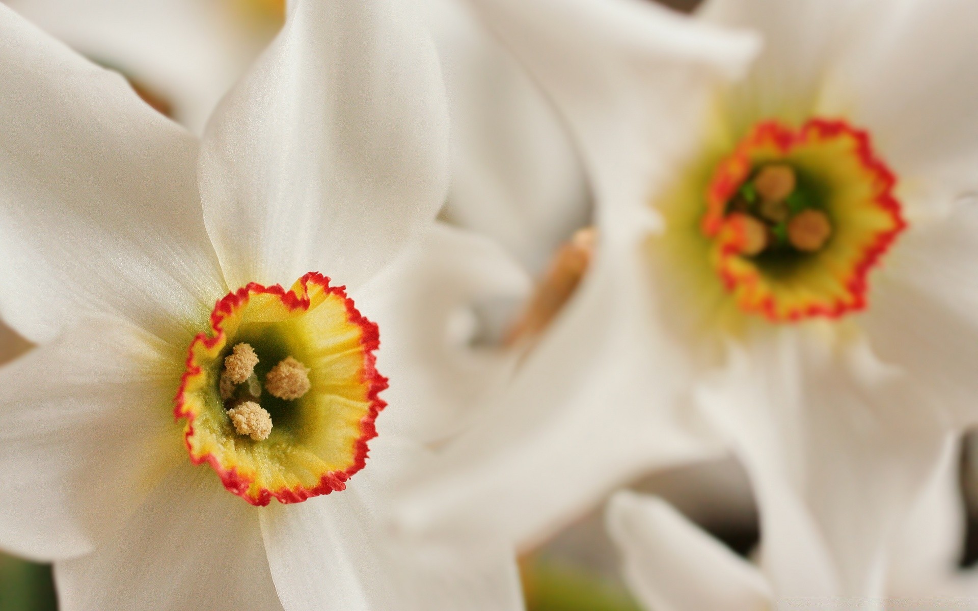 macro flor natureza floral flora pétala blooming cor amor jardim buquê verão casamento narciso close - up narciso brilhante folha bela romance