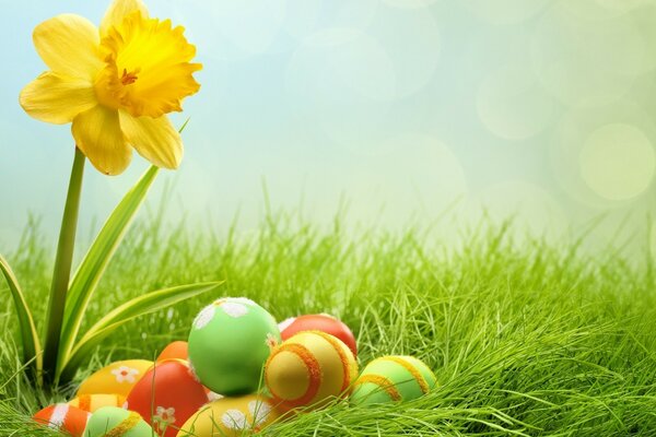 Yellow daffodil and Easter eggs on green grass