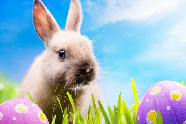 Кролик с пасхальными яйцами в траве на фоне голубого небан