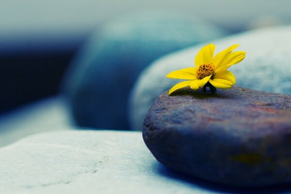 Gelbe Blume auf braunem Stein