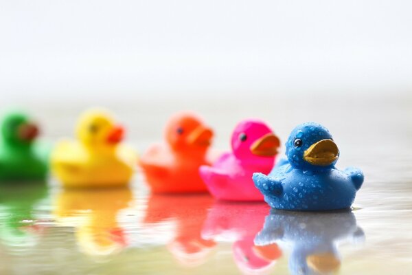 Toy ducks of different colors