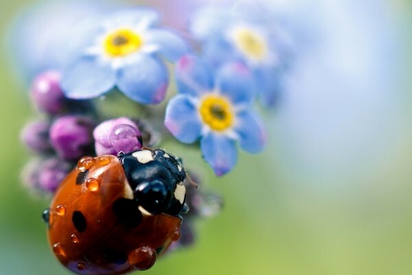 Coccinella sul fiore