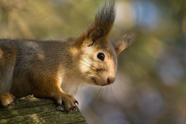 Squirrel on a branch in the wild