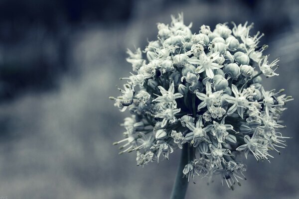 Foto close-up de uma flor