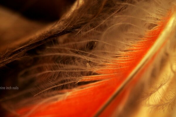 Excelente fotografia Macro para a área de trabalho