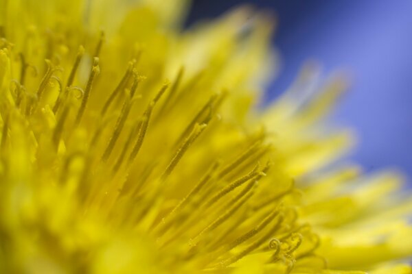 Makroaufnahme des Löwenzahns Natur im Sommer