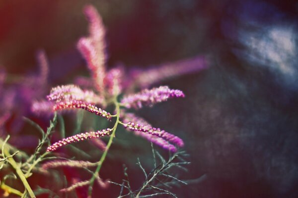 Micro-photographie de fleur en plein air