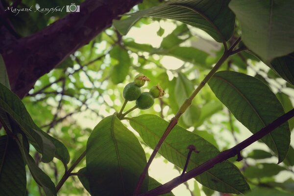 Macro de feuilles vertes et des branches