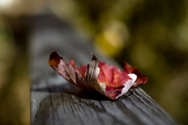 Fotografia macro, foglia d autunno all aperto