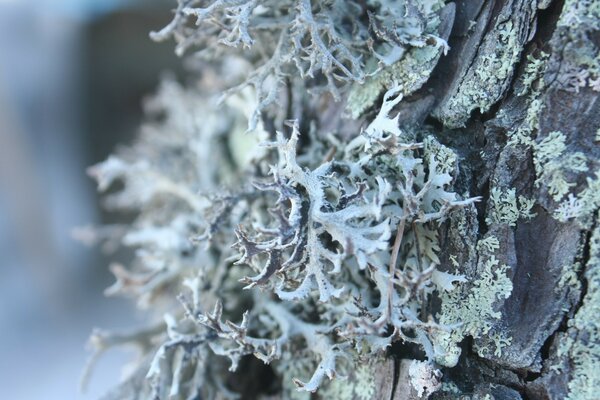 Fotografia Macro de uma planta em uma árvore no frio