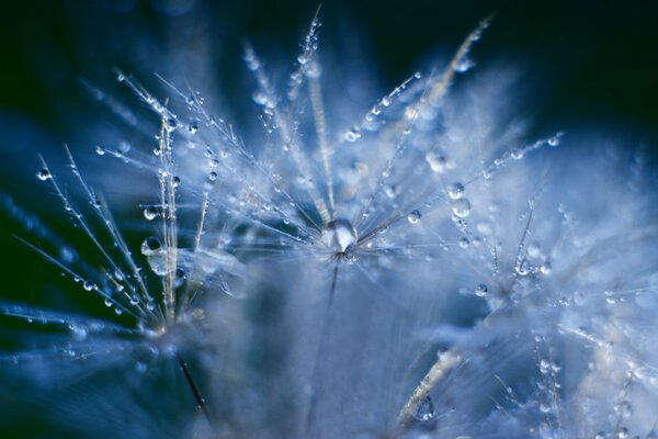 雨后露水中的蒲公英